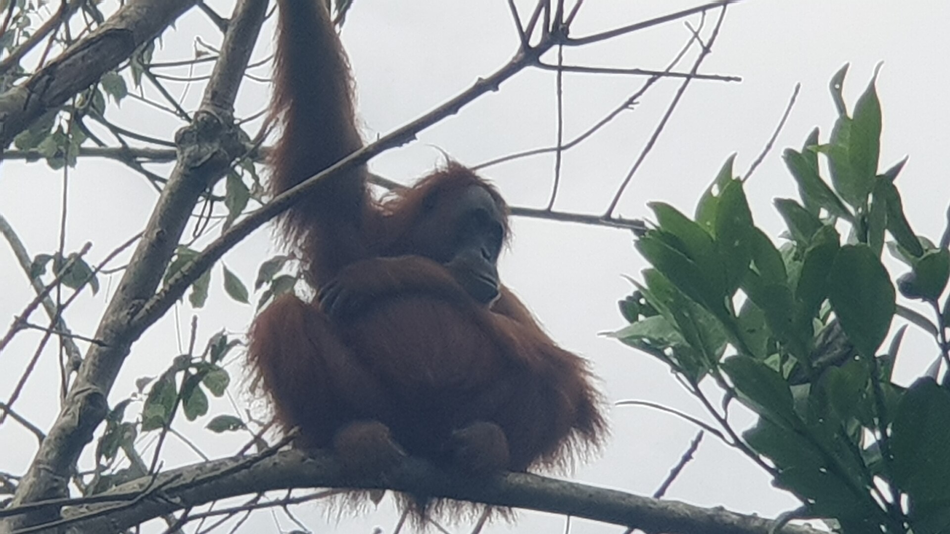 Induk orangutan di Bukit Lawang