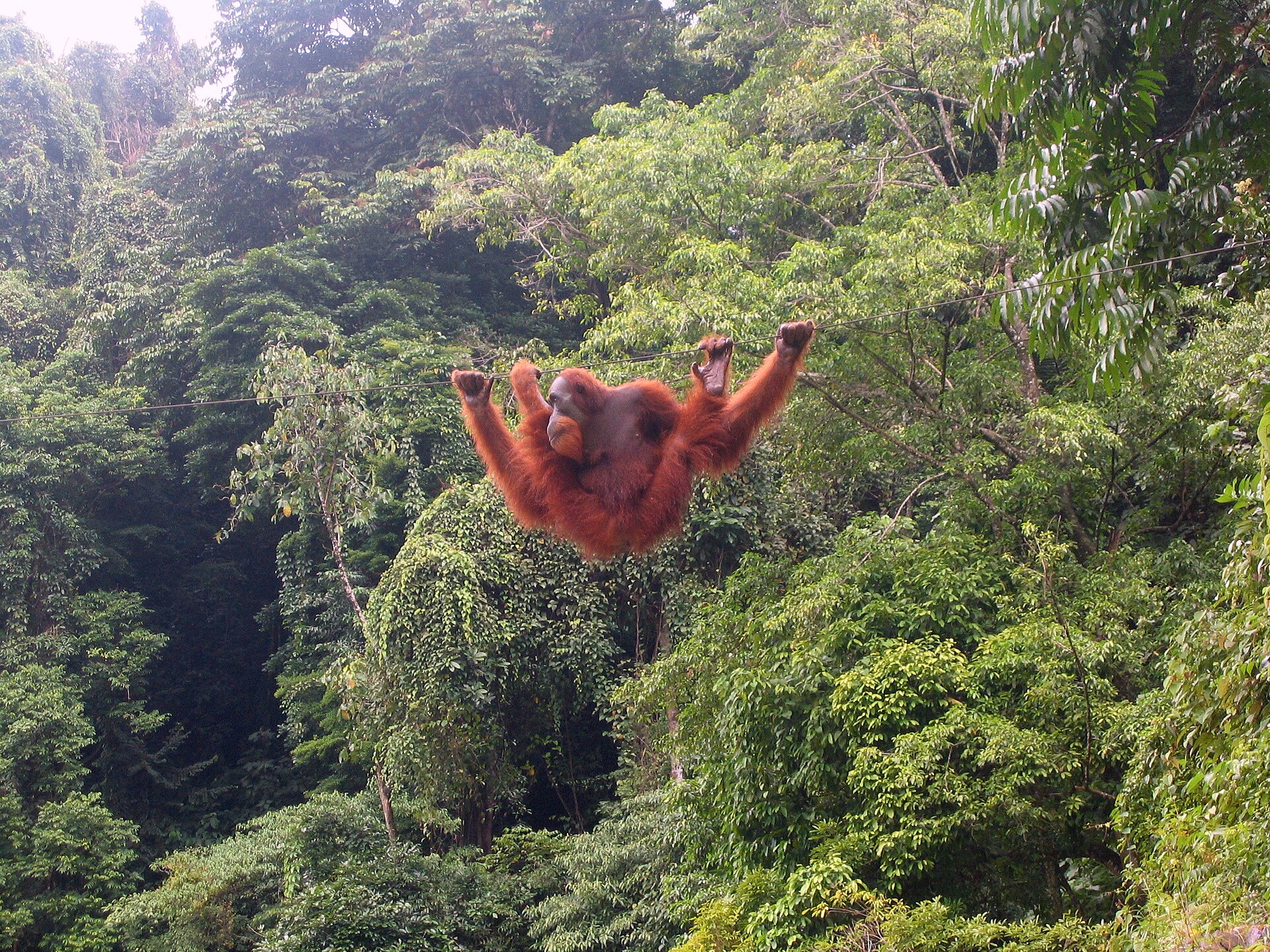 Orangutan di Bukit Lawang, Sumatera Utara