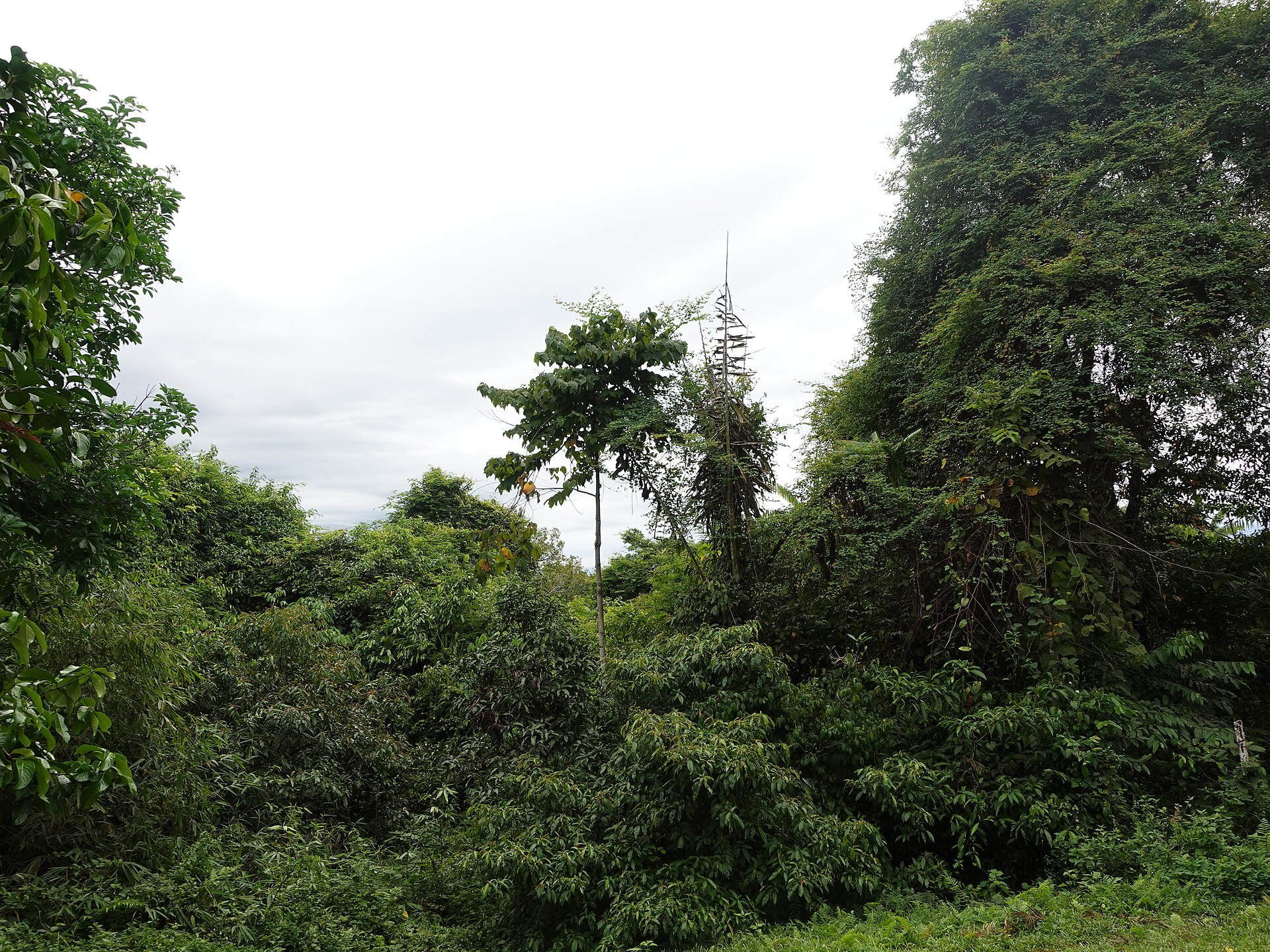 Pemandangan kawasan Bukit Lawang untuk aktivitas luar ruang